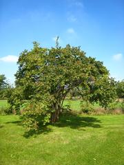 Lonicera maackii tree in Arboretum de Chèvreloup, Rocquencourt