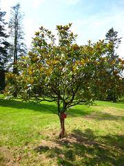 Magnolia grandiflora in bloom