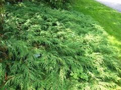 Microbiota decussata in Arboretum de Chèvreloup, Rocquencourt