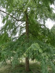 Nothofagus obliqua tree in Arboretum de Chèvreloup, Rocquencourt