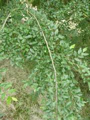 Nothofagus obliqua in Arboretum de Chèvreloup