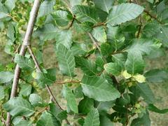 Nothofagus obliqua tree at Arboretum de Chèvreloup, Rocquencourt