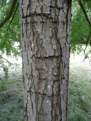 Nothofagus obliqua tree in Arboretum de Chèvreloup, Rocquencourt