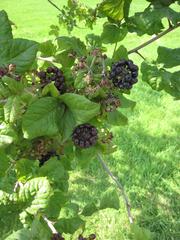 Acanthopanax wardii foliage and fruit