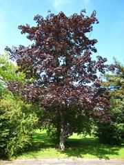 Acer platanoides 'Schwedleri' in Arboretum de Chèvreloup