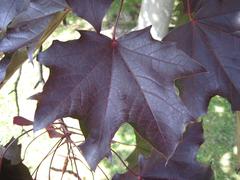 Acer platanoides 'Schwedleri' leaf