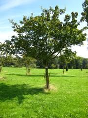 Acer ginnala tree in Arboretum de Chèvreloup, Rocquencourt