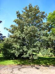 Acer pseudoplatanus tree in Arboretum de Chèvreloup, Rocquencourt