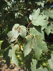 Acer pseudoplatanus leaves with disease