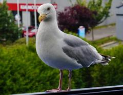 Gull in Dinan perching on a windowsill