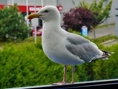 Gull near a window in Dinan, France