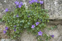 Campanula flowers on a hillside