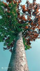 bicolor tree on Monte Baldo Ovest