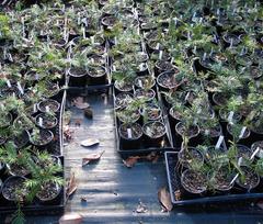 Torreya taxifolia seedlings under black net at Atlanta Botanical Garden