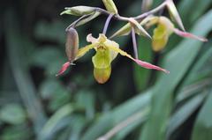 Atlanta Botanical Gardens panorama