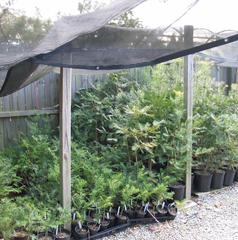 Propagation of Torreya taxifolia seedlings at Atlanta Botanical Garden in December 2007 under mesh netting