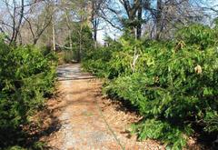 Shrubby growth form of torreya plant cuttings at Atlanta Botanical Garden