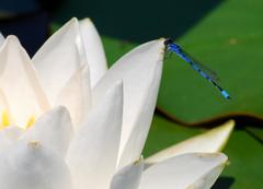 Dragonfly resting on a waterlily