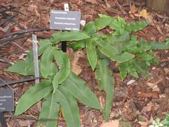 Dryopteris sieboldii fern at Atlanta Botanical Garden