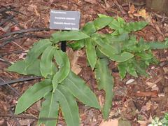 Dryopteris sieboldii fern at Atlanta Botanical Garden