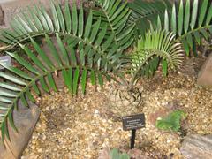 Encephalartos longifolius plant at the Atlanta Botanical Garden