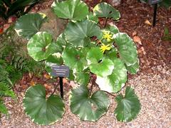 Farfugium japonicum 'Argenteum' at Atlanta Botanical Garden