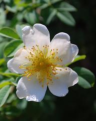 Unidentified Rosa species in Atlanta botanical gardens