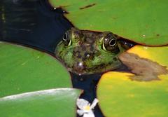 close-up of a frog's face at Atlanta Botanical Gardens