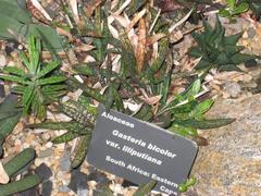 Gasteria bicolor var. liliputiana succulent