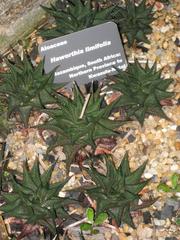 Haworthia limifolia plant at Atlanta Botanical Garden