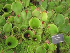 Heliamphora minor in Atlanta Botanical Garden