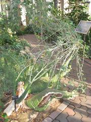 Adenia fruticosa specimen at the Atlanta Botanical Garden