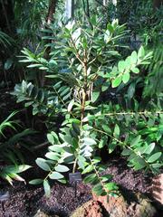 Agathis ovata plant at the Atlanta Botanical Garden