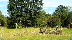 ancient oak tree