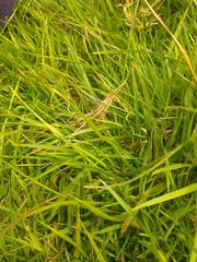 green grass close-up