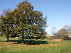 Oak tree and band stand in open space