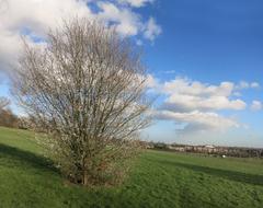 Blackthorn on Parliament Hill