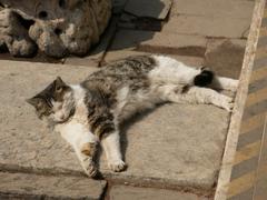 Cat at the Palace Museum in Beijing