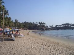 Palolem Beach sunset with palm trees and calm waters