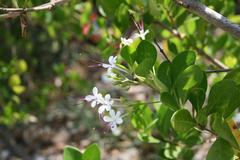 Clerodendrum inerme flower at Palolem Beach