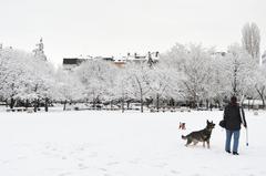 Two dogs playing on grass