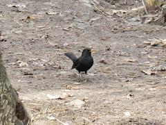 Common blackbird (Turdus merula) perched in a park