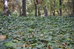 Parque El Capricho in Madrid, Spain