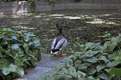 Parque El Capricho de la Alameda de Osuna