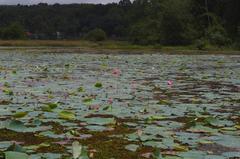 Lotus flowers in Karamana river near Aruvikkara Dam