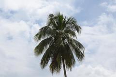 Coconut tree near Aruvikkara Dam, Thiruvananthapuram