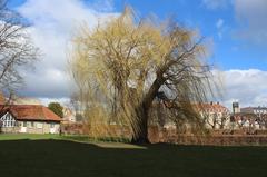 a willow tree outside Rosenborg Castle