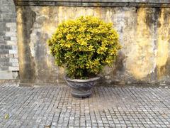 Bonsai tree in the Imperial Citadel of Thang Long, Hanoi