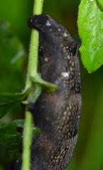 caterpillar of Deilephila elpenor