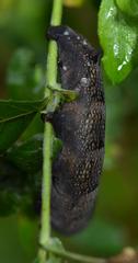 caterpillar of Deilephila elpenor in Lille, Northern France